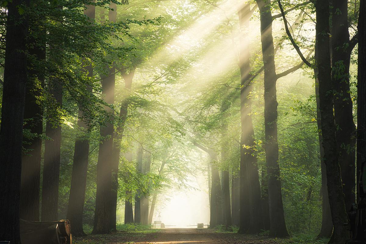 Luft und Sonne in der Natur