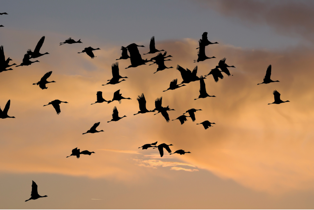 Vögel mit Gefühl der Freiheit